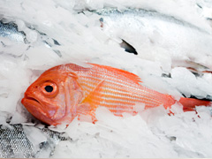 Sachet zip pour poisson Sachet zip pour poisson